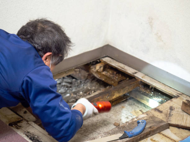 Best Environmental Consulting for Mold Prevention  in Alameda, CA